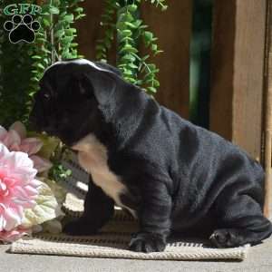 Panda, English Bulldog Puppy