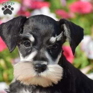 Abigail, Miniature Schnauzer Puppy