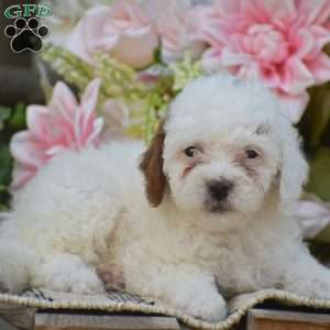 Koby, Toy Poodle Puppy