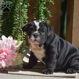 Panda, English Bulldog Puppy