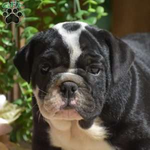 Panda, English Bulldog Puppy