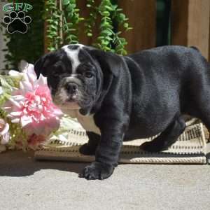 Panda, English Bulldog Puppy