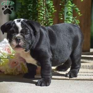 Panda, English Bulldog Puppy