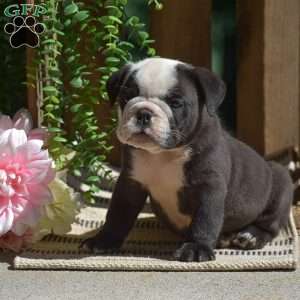 Smokey, English Bulldog Puppy