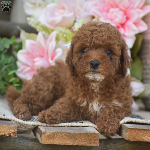 Kaleb, Toy Poodle Puppy