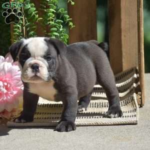 Smokey, English Bulldog Puppy