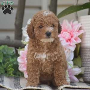 Krystal, Toy Poodle Puppy