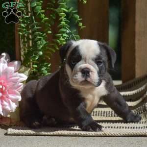 Smokey, English Bulldog Puppy
