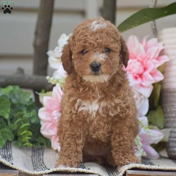 Krystal, Toy Poodle Puppy
