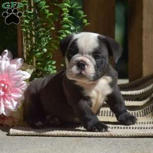 Smokey, English Bulldog Puppy