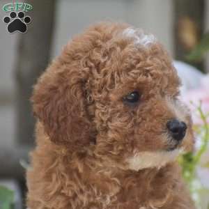 Krystal, Toy Poodle Puppy