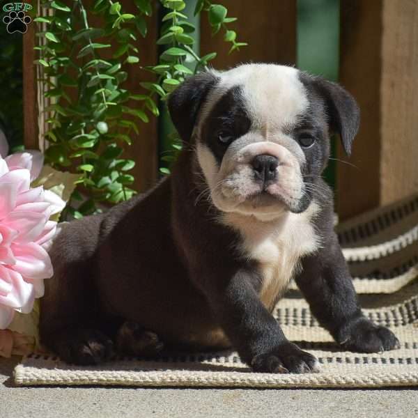 Smokey, English Bulldog Puppy