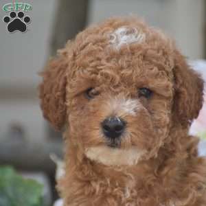 Krystal, Toy Poodle Puppy