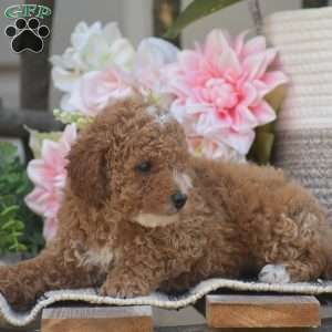 Krystal, Toy Poodle Puppy