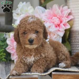 Krystal, Toy Poodle Puppy