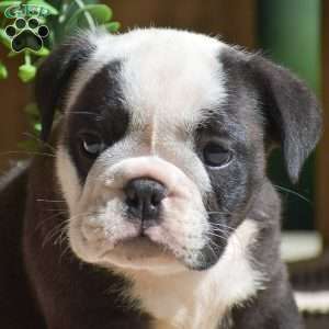 Smokey, English Bulldog Puppy