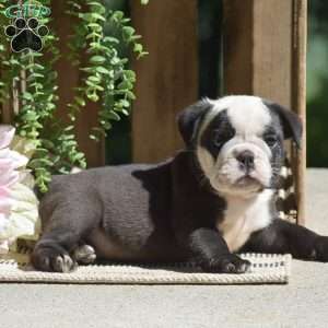 Smokey, English Bulldog Puppy