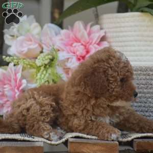 Krystal, Toy Poodle Puppy