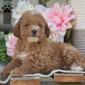 Krystal, Toy Poodle Puppy
