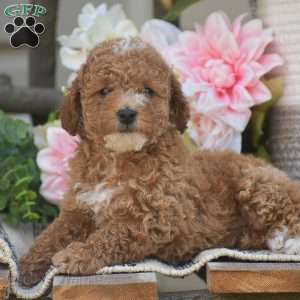 Krystal, Toy Poodle Puppy