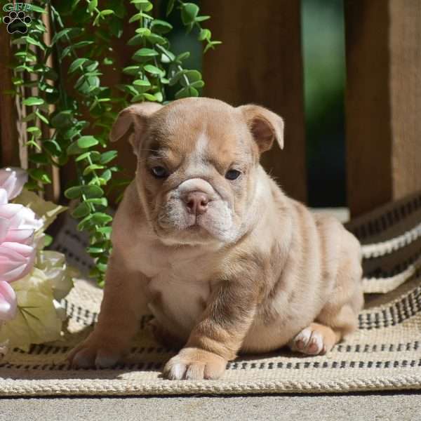 Molly, English Bulldog Puppy