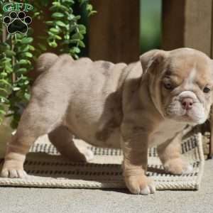 Molly, English Bulldog Puppy