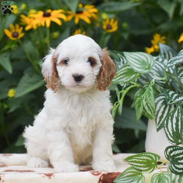 Sage, Cavapoo Puppy