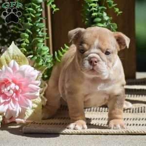 Molly, English Bulldog Puppy