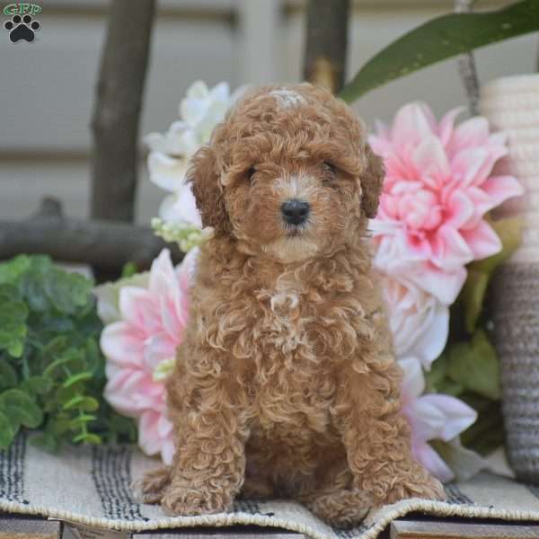 Katrina, Toy Poodle Puppy
