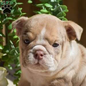 Molly, English Bulldog Puppy
