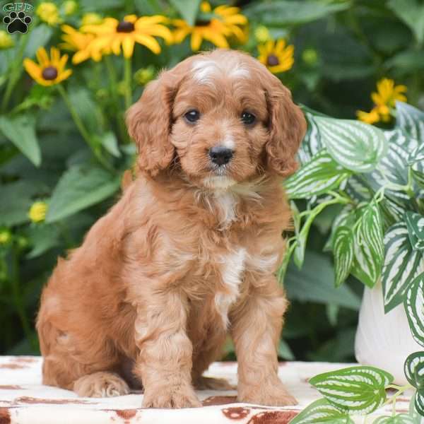 Scout, Cavapoo Puppy