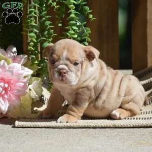 Molly, English Bulldog Puppy