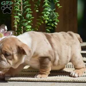 Molly, English Bulldog Puppy