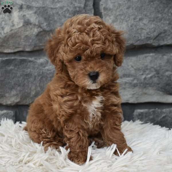 Chloe, Toy Poodle Puppy