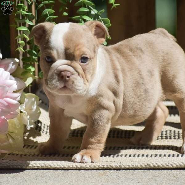 Miley, English Bulldog Puppy