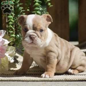 Miley, English Bulldog Puppy