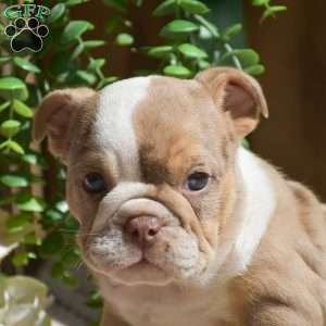 Miley, English Bulldog Puppy