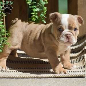 Miley, English Bulldog Puppy