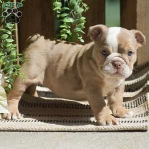 Miley, English Bulldog Puppy