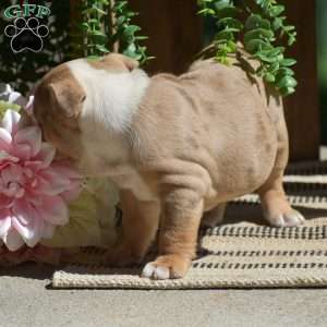 Miley, English Bulldog Puppy