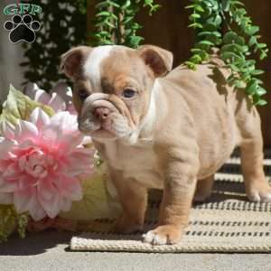 Miley, English Bulldog Puppy