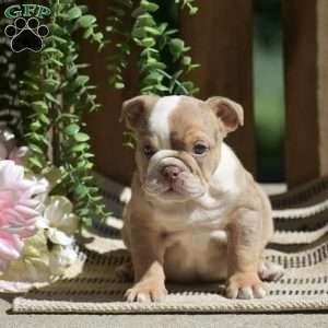 Miley, English Bulldog Puppy