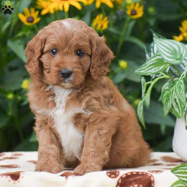 Sterling, Cavapoo Puppy