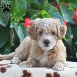 Tucker, Mini Goldendoodle Puppy