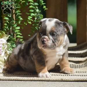 Macey, English Bulldog Puppy