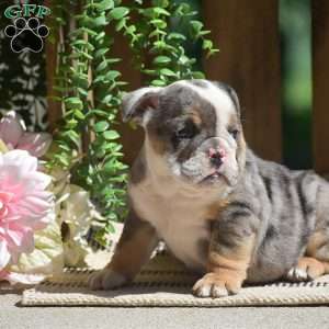 Macey, English Bulldog Puppy