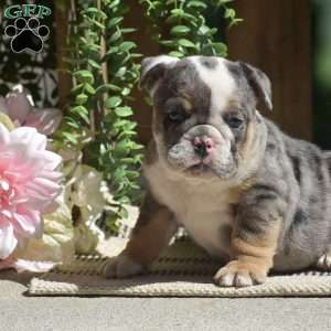 Macey, English Bulldog Puppy