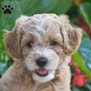Tucker, Mini Goldendoodle Puppy