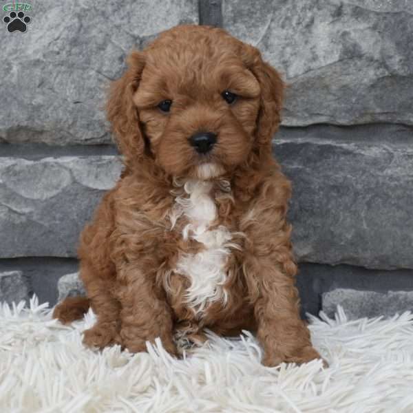 Rusty, Cavapoo Puppy