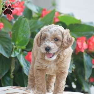 Tucker, Mini Goldendoodle Puppy